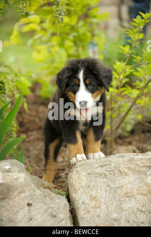 Bernese mountain dog puppy Stock Photo