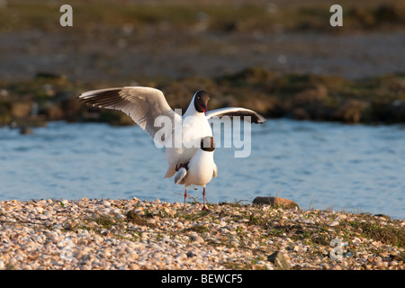 two Black-headed gulls (Larus ridibundus), Netherlands, full shot Stock Photo
