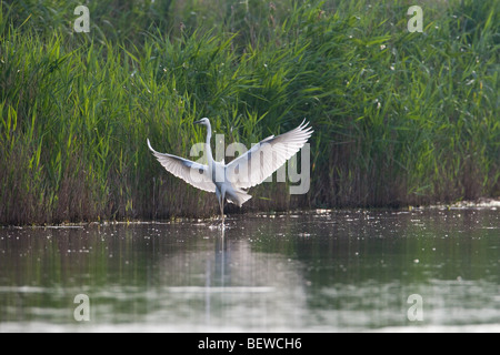 egret, Casmerodius albus, full shot Stock Photo
