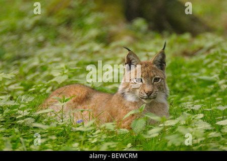 Lynx (Lynx lynx) lying in forest Stock Photo