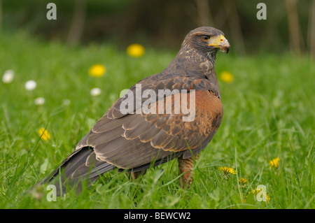 Harris Hawk (Parabuteo unicinctus) on a meadow, close-up Stock Photo