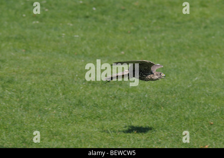 Saker falcon (Falco cherrug) in flight Stock Photo
