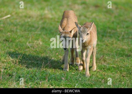 Two Mufflons (Ovis orientalis orientalis) on meadow, Bavaria, Germany Stock Photo