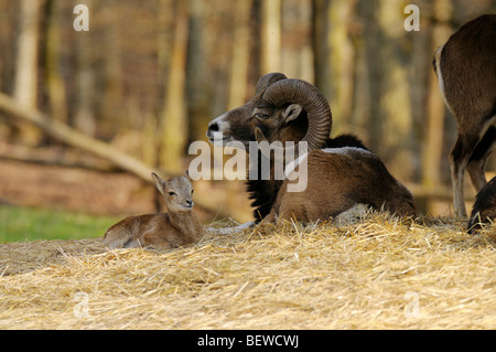 Mufflons (Ovis orientalis orientalis) lying on straw, Bavaria, Deutschland Stock Photo