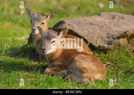 Two Mufflons (Ovis orientalis orientalis) lying on a meadow, Bavaria, Germany Stock Photo