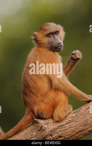Guinea Baboon (Papio papio) sitting on branch Stock Photo