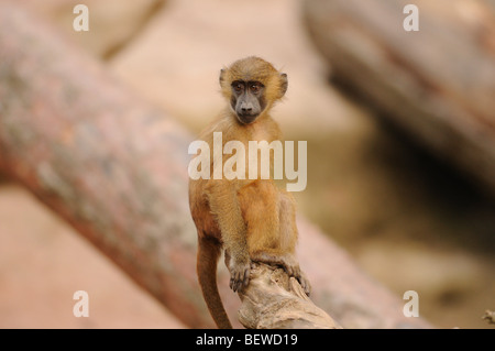 Young Guinea Baboon (Papio papio) sitting on branch Stock Photo