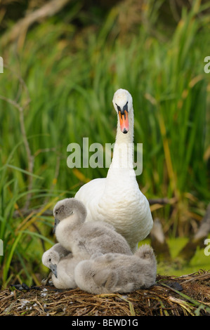 Three young Mute Swans (cygnus olor) with mother animal sitting in nest Stock Photo