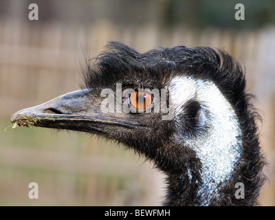 emu large tropical bird close up of head. Dromaius novaehollandiae, is the largest bird native to Australia. Stock Photo