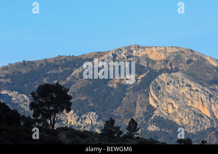 Landscape. Pino laricio (Pinus nigra). Sierra de Cazorla Segura y Las Villas Natural Park. Jaen province. Andalusia. Spain Stock Photo