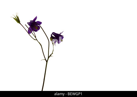 A lightbox shot of an aquilegia flower
