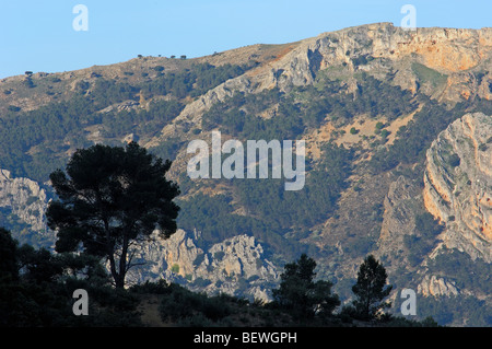 Landscape. Pino laricio (Pinus nigra). Sierra de Cazorla Segura y Las Villas Natural Park. Jaen province. Andalusia. Spain Stock Photo