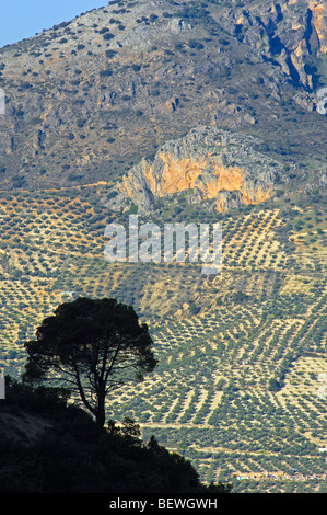 Landscape. Pino laricio (Pinus nigra). Sierra de Cazorla Segura y Las Villas Natural Park. Jaen province. Andalusia. Spain Stock Photo