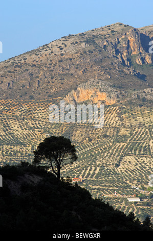 Landscape. Pino laricio (Pinus nigra). Sierra de Cazorla Segura y Las Villas Natural Park. Jaen province. Andalusia. Spain Stock Photo