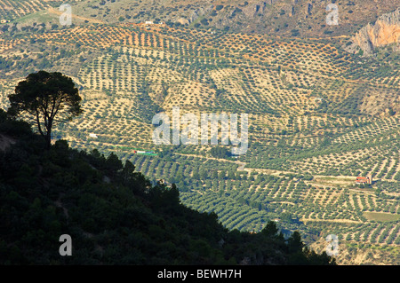 Landscape. Pino laricio (Pinus nigra). Sierra de Cazorla Segura y Las Villas Natural Park. Jaen province. Andalusia. Spain Stock Photo