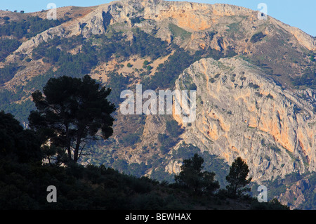 Landscape. Pino laricio (Pinus nigra). Sierra de Cazorla Segura y Las Villas Natural Park. Jaen province. Andalusia. Spain Stock Photo