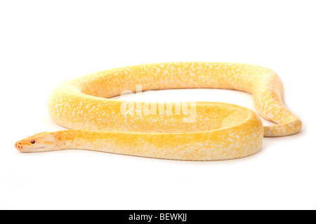 Studio photograph of an albino Burmese Python Stock Photo