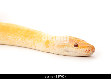 Studio photograph of an albino Burmese Python Stock Photo