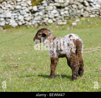 Newly born welsh mountain lamb Stock Photo