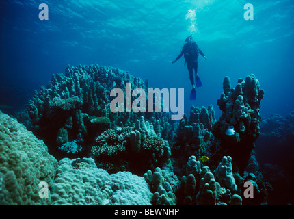 Scuba diver explores coral reef. Sinai, Egypt - Red Sea Stock Photo