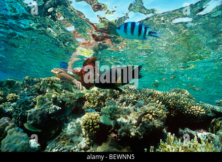 Free diver observes Broomtail Wrasse and Sergeant Major. Sinai, Egypt - Red Sea Stock Photo