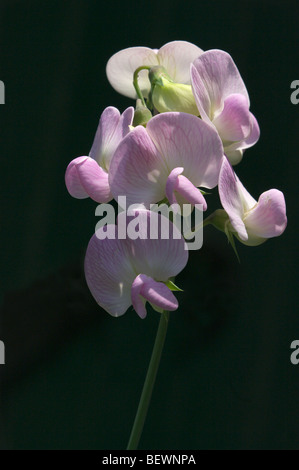 Beautiful perennial sweet pea just catching the early morning sun Stock Photo
