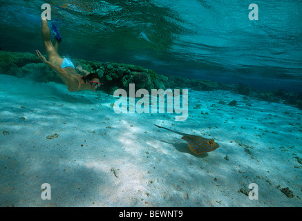 Free diver observes Blue-Spotted Stingray in sandy lagoon. Sinai, Egypt - Red Sea Stock Photo