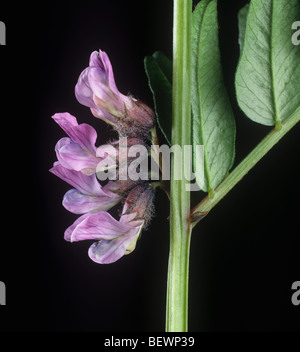 Bush vetch (Vicia sepium) flowers Stock Photo