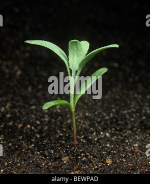 Orache (Atriplex patula) seedling plant with four true leaves Stock Photo