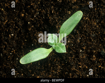 Spiny cocklebur (Xanthium spinosum) seedling cotyledons with first two true leaves just developing Stock Photo