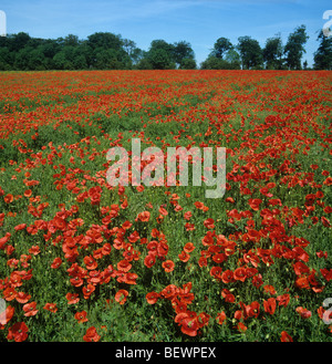 Red corn poppies (Papaver rhoeas) flowering in large numbers in a set aside field Stock Photo