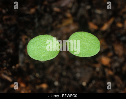 Hedge mustard (Sisymbrium officinale) seedling with cotyledons only Stock Photo