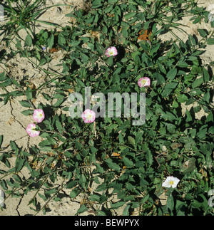 Field bindweed (Convolvulus arvensis) prostrate annual arable weed in flower Stock Photo