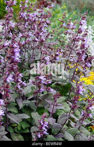Salvia officinalis purpurascens AGM Stock Photo