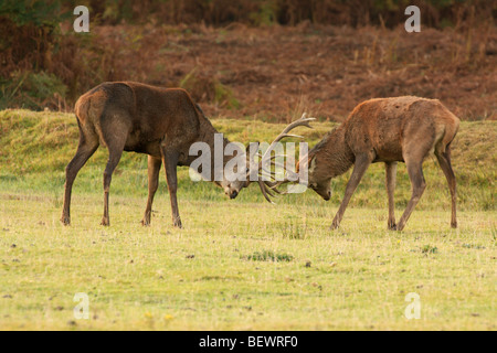 Two young red deer stags fighting with antlers locked Stock Photo