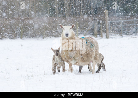 Welsh ewe and lambs in the snow Stock Photo