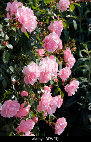 Rosa 'Bonica' AGM Stock Photo