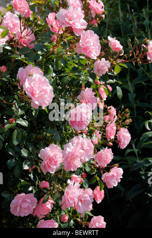 Rosa 'Bonica' AGM Stock Photo