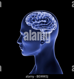 Human head with brain, 3D-illustration. Stock Photo