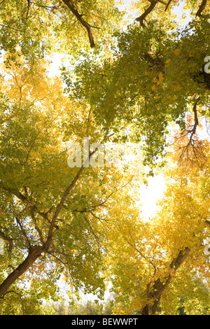 vertical image of autumn leaves changing colors, large cottonwood trees in New Mexico, USA Stock Photo