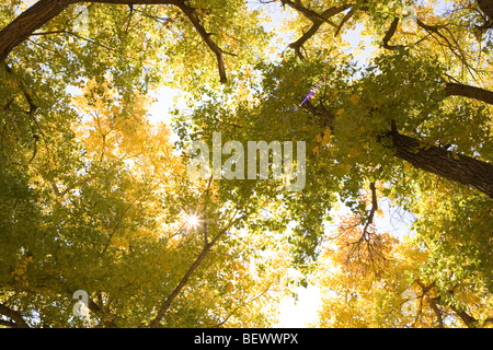 looking up at the sky through large cottonwood trees in Autumn Stock Photo