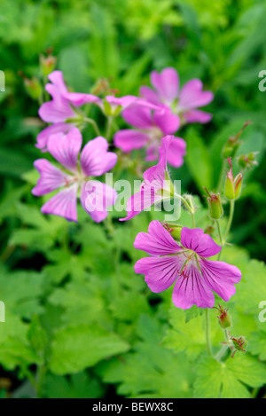 Geranium 'Sirak' AGM' Stock Photo