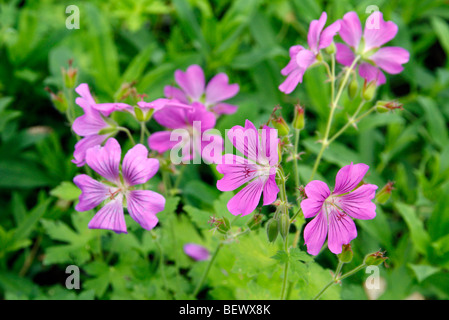 Geranium 'Sirak' AGM' Stock Photo