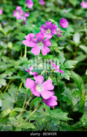 Geranium 'Sirak' AGM' Stock Photo