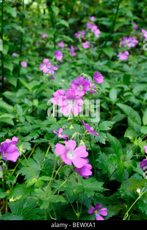 Geranium 'Sirak' AGM' Stock Photo