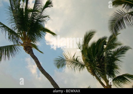 palm trees in the wind in hawaii Stock Photo