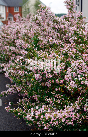 Escallonia 'Apple Blossom' used as hedging Stock Photo