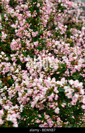 Escallonia 'Apple Blossom' used as hedging Stock Photo