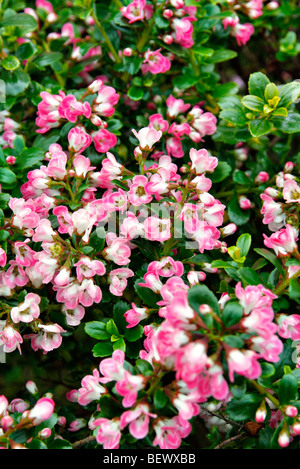 Escallonia 'Peach Blossom' used as hedging Stock Photo