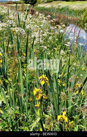 Yellow Flag (Iris pseudacorus) and Hemlock Water Dropwort (Oenanthe crocata) on the banks of the Grand Western Canal, Devon Stock Photo